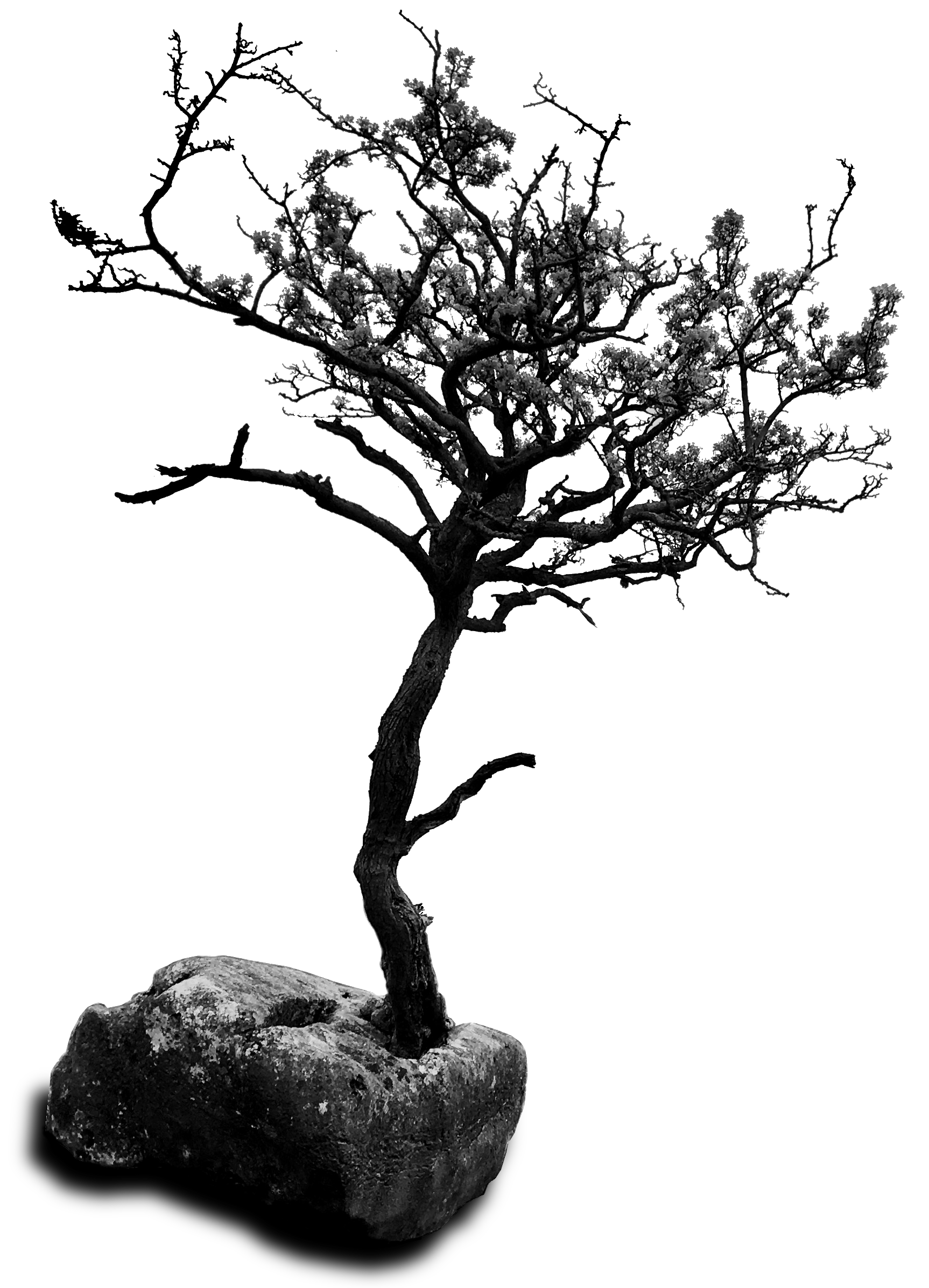 Hawthorn tree growing through boulder